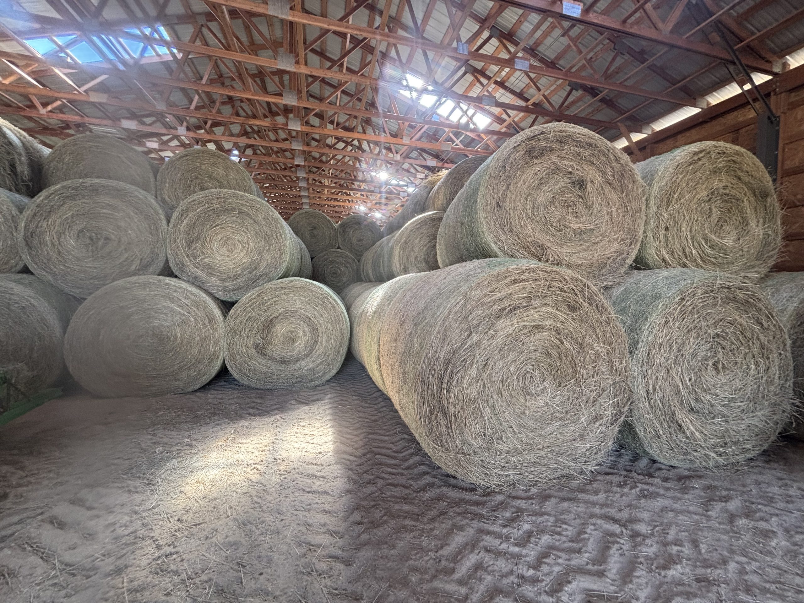 Hay - Image 2